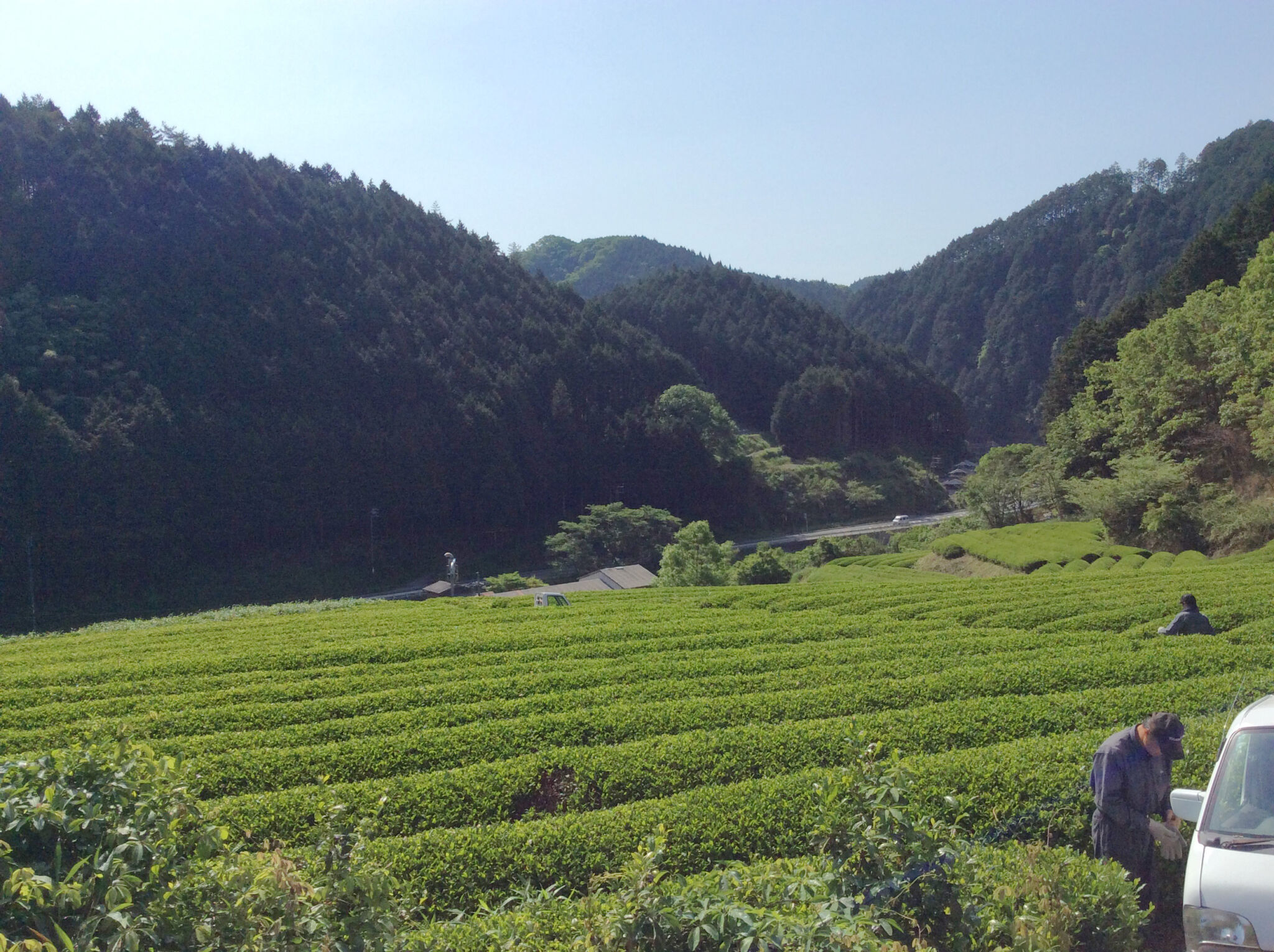 摘み取りの最盛期を迎えた茶畑